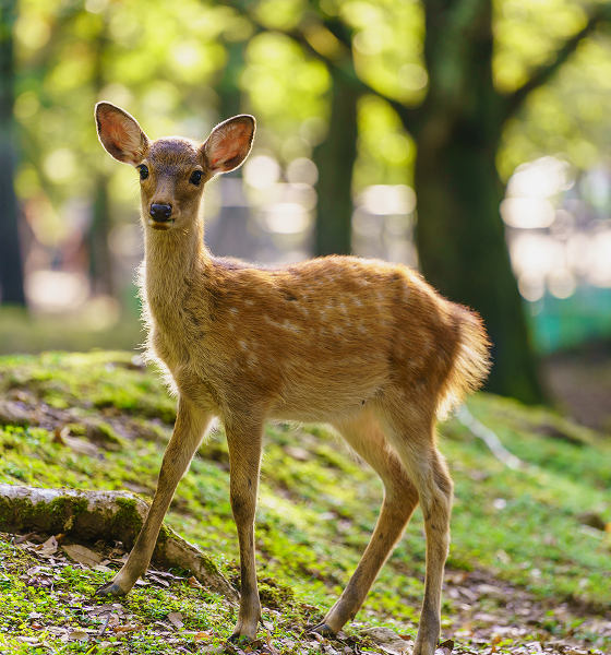 奈良　貸切ハイヤー